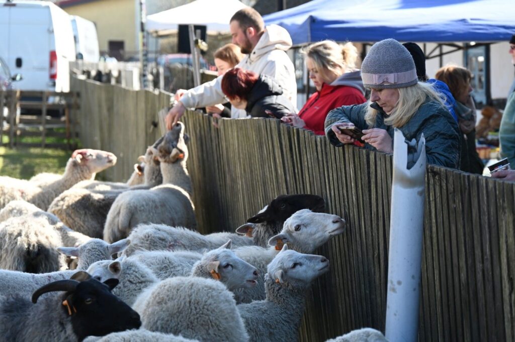 Odwiedzający karmią owce stojące w zagrodzie podczas wielkanocnego jarmarku (kliknięcie powiększy zdjęcie).