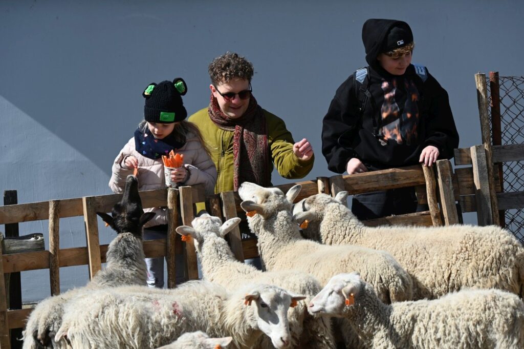 Odwiedzający Jarmark karmią owce stojące w zagrodzie podczas wydarzenia plenerowego (kliknięcie powiększy zdjęcie).