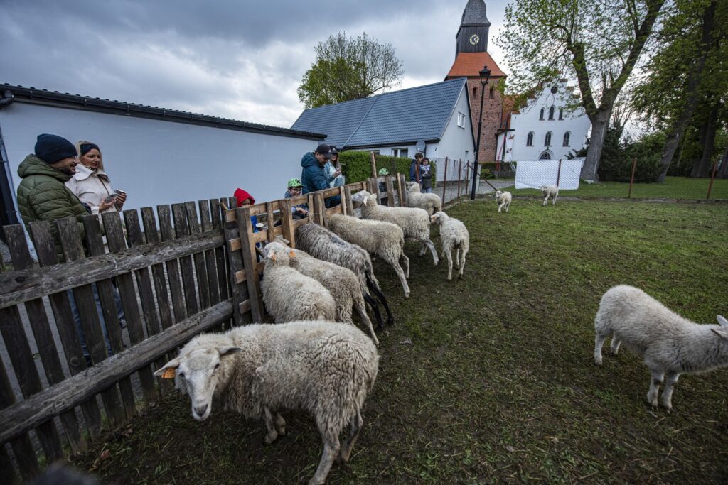 Owce stojące na trawniku, przed drewnianym ogrodzeniem, w tle zabudowania i kościół (kliknięcie powiększy zdjęcie).
