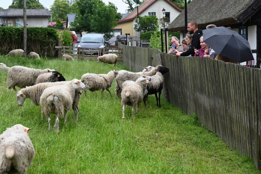 Stado owiec zgromadzonych na zielonym wybiegu przy drewnianym ogrodzeniu, obserwowanych przez odwiedzających skansen (kliknięcie powiększy zdjęcie).