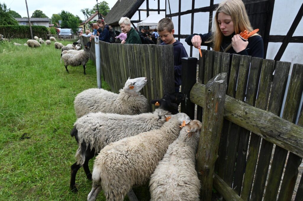 Dzieci i dorośli karmiący owce przez drewniany płot na terenie zagrody skansenowskiej (kliknięcie powiększy zdjęcie).