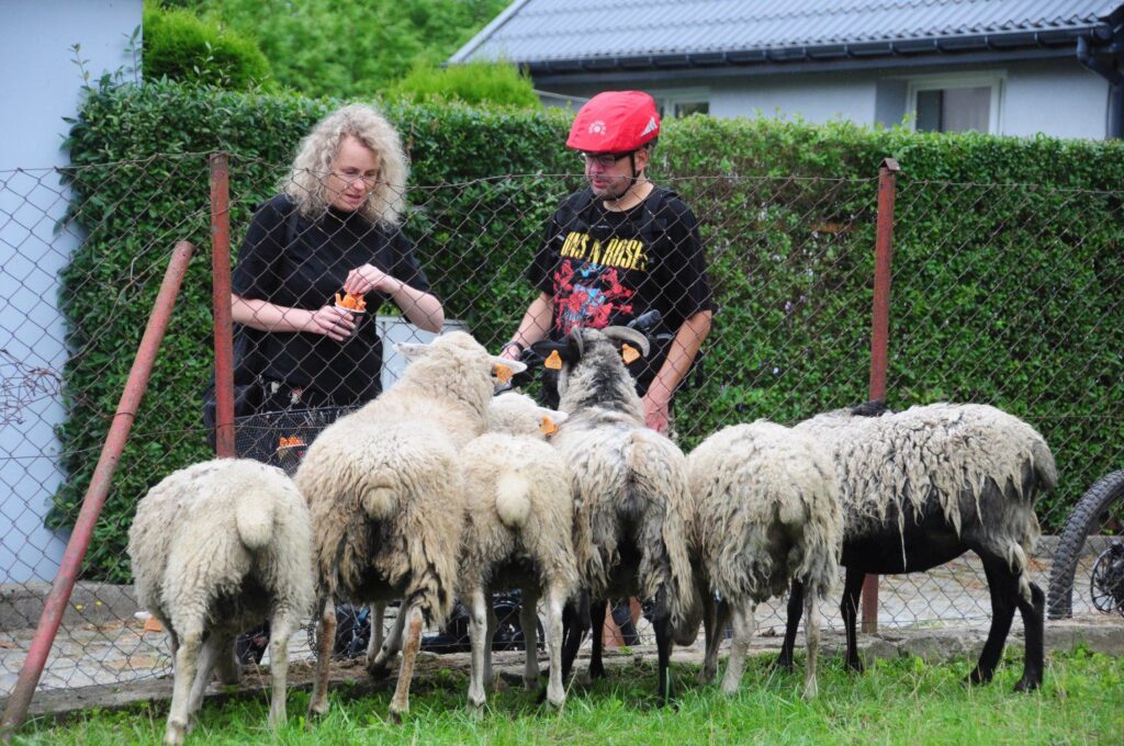 Owce stojące przy metalowym ogrodzeniu, za którym stoją dwie osoby i je karmią (kliknięcie powiększy zdjęcie).