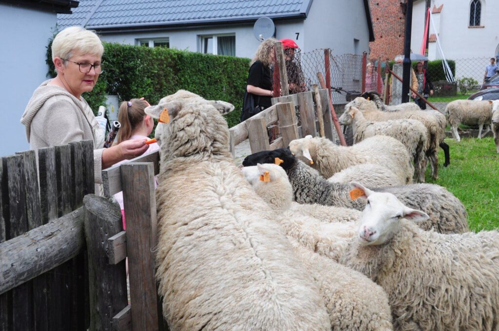 Mnóstwo owiec stojących wzdłuż drewnianego ogrodzenia oraz ludzie, którzy je karmią, w tle zabudowania Jamna (kliknięcie powiększy zdjęcie).