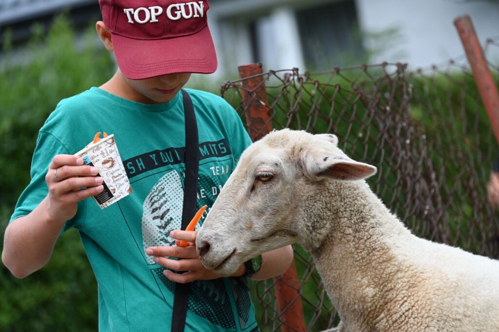 Chłopiec w czerwonej czapce karmi owcę, trzymając w ręku papierowy kubek z marchewką (kliknięcie powiększy zdjęcie).