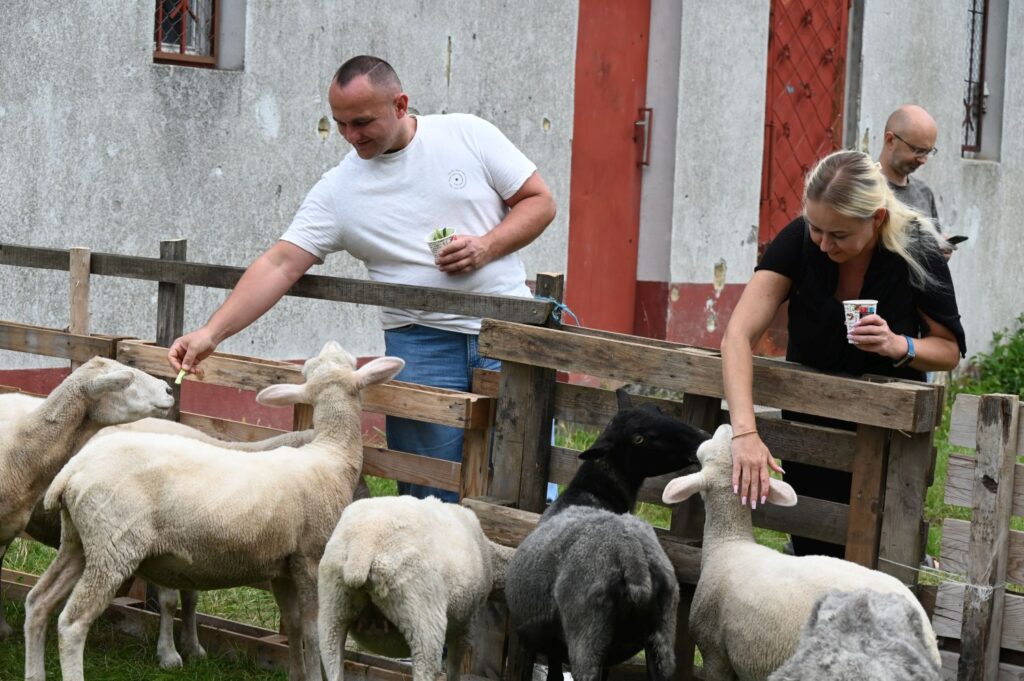 Dorośli i dzieci karmią owce w zagrodzie znajdującej się na terenie skansenu (kliknięcie powiększy zdjęcie).