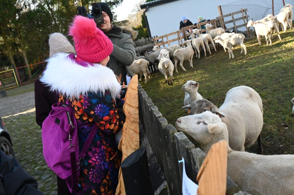 Dziecko w kolorowej kurtce stoi przy ogrodzeniu i obserwuje owce podczas karmienia (kliknięcie powiększy zdjęcie).