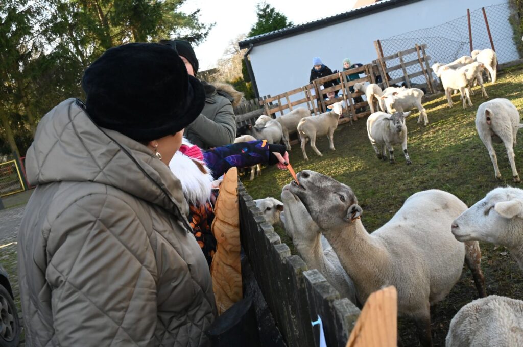 Kobieta karmi owcę przez ogrodzenie, a inne zwierzęta stoją w zagrodzie w tle (kliknięcie powiększy zdjęcie).