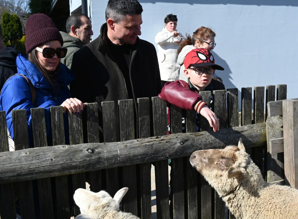 Dzieci i dorośli karmią owce przez ogrodzenie na terenie zagrody muzealnej (kliknięcie powiększy zdjęcie).