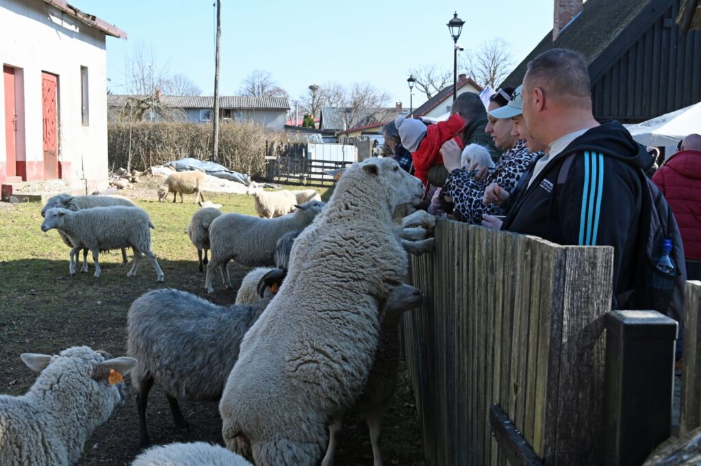 Grupa odwiedzających obserwuje i karmi owce na wybiegu w muzeum (kliknięcie powiększy zdjęcie).