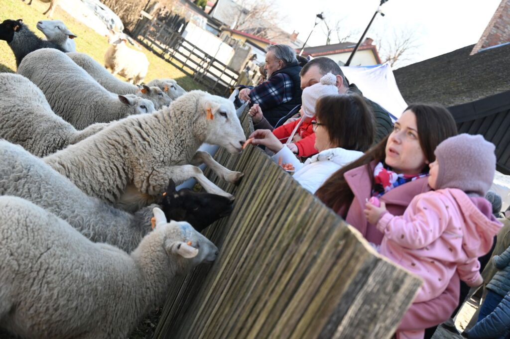 Zwiedzający podchodzą do owiec i karmią je przy ogrodzeniu podczas wizyty w zagrodzie (kliknięcie powiększy zdjęcie).